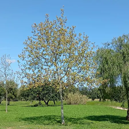 Spacieux Au Coeur De Golf Panoramica *